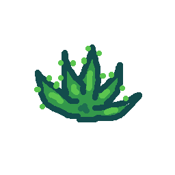 aloe